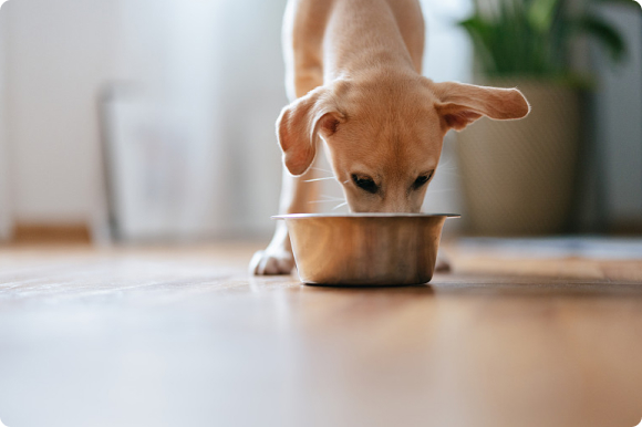 솔루션 | 반려동물 사료 원료 처리 병목 극복, 디지털 지능화 선도